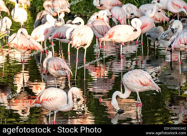 Flamingos have arrived in San Climente, Buenos-Aires state, Argentina
