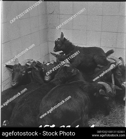 ***FEBRUARY 7, 2023, FILE PHOTO***  An extraordinary clinic for patients - exotic animals was built by the University Veterinary Hospital in the Zoological...