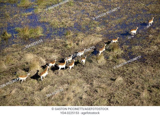 Red Lechwe (Kobus leche), running in the floodplain, aerial view. Okavango Delta, Moremi Game Reserve, Botswana. The Okavango Delta is home to a rich array of...