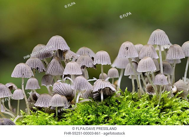 Fairy Inkcap (Coprinellus disseminatus) fruiting bodies, group growing amongst moss, Sir Harold Hillier Gardens, Romsey, Hampshire, England, November