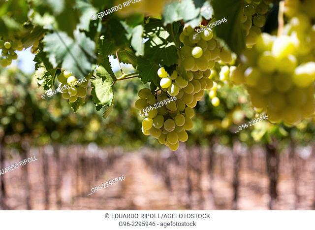 Grape Vineyards variety of Vinalopo, Monforte del Cid, Alicante, Spain