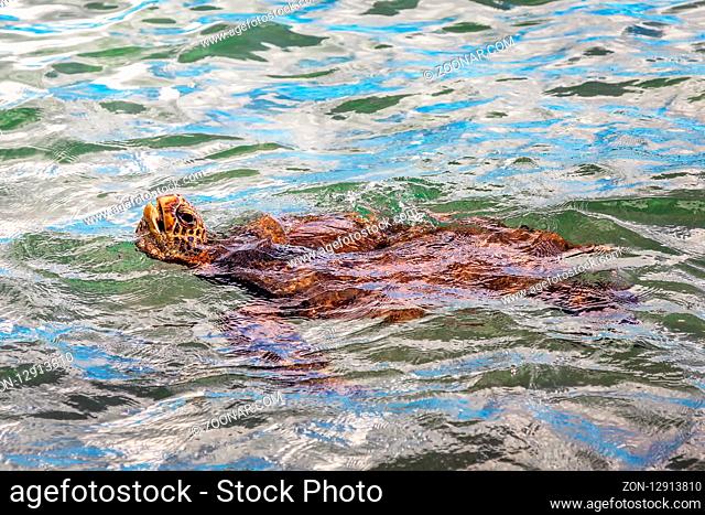 A green sea turtle swimming near Maui, Hawaii