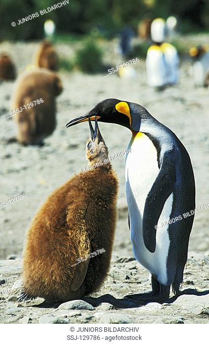 king penguin with cub - Aptenodytes patagonicus