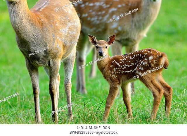 sika deer (Cervus nippon), group with fawn in a meadow