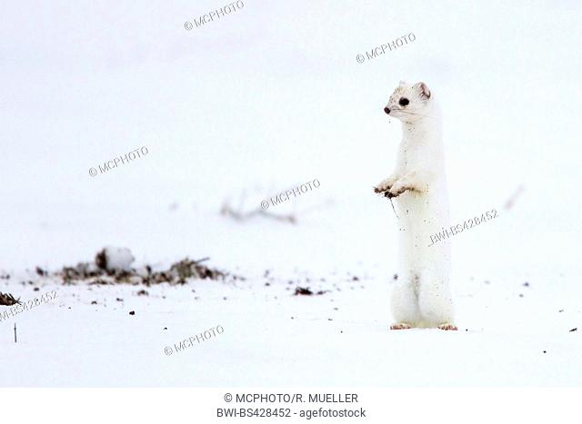 Ermine, Stoat, Short-tailed weasel (Mustela erminea), standing erect in winter coat, side view, Germany