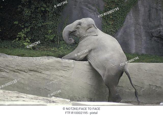 Elephant in the animal park