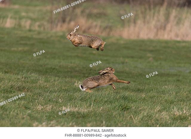 European Hare (Lepus europeaus) 2 adult males, rival male jumping to avoid attack from dominant male on grazing marsh, Suffolk, England, March