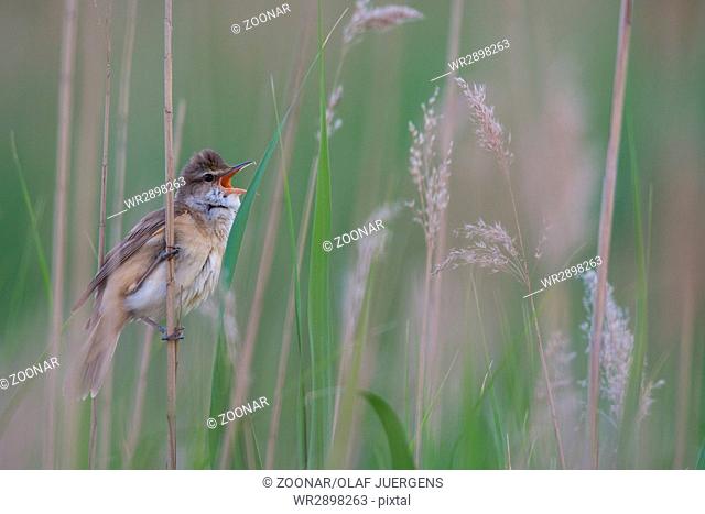 Great reed warbler in Hungary