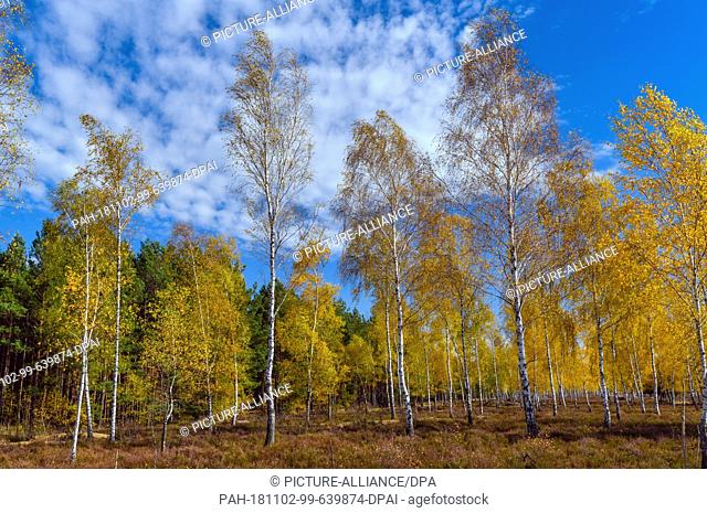 30 October 2018, Brandenburg, Reicherskreuz: Birches wear a yellow autumn dress in the nature reserve of the Reicherskreuzer Heide between Lieberose and Guben