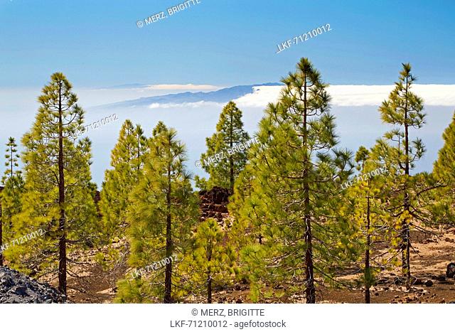 Canarian pine forest at the volcano Chinyero and view towards La Gomera und Hiero, Parque Nacional del Teide, Natural Heritage of the World, Tenerife