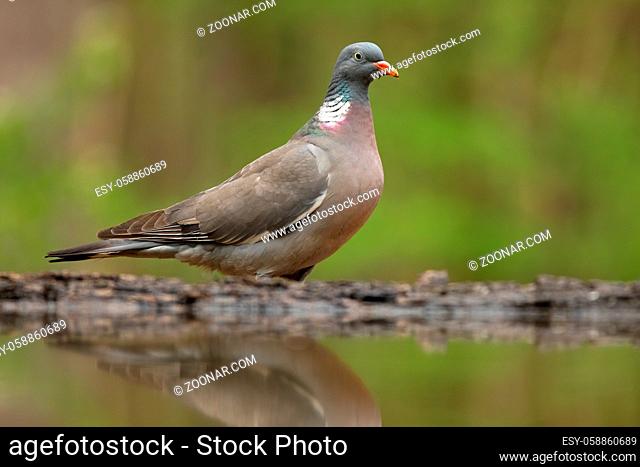 Adult common wood pigeon, columba palumbus, standing above the pond in summer. Cute bird by the water in forest. The reflection of grey erect animal in the...