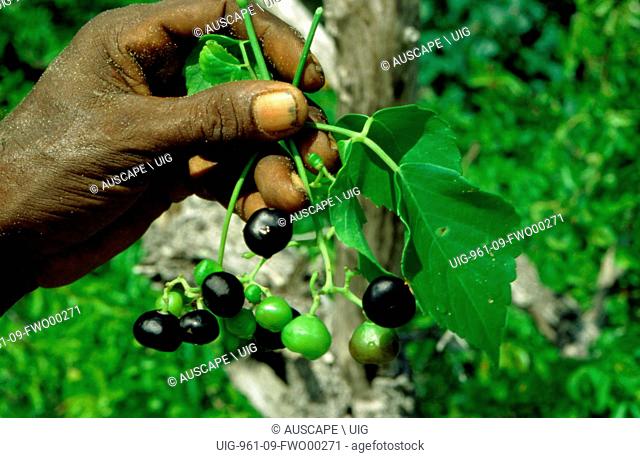 Wild grape, Ampelocissus acetosa, edible fruit, The roots can be eaten after roasting and the leaves used to wrap meat for cooking, Top End, Northern Territory