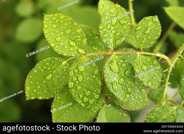 Leaf of rose with droplets