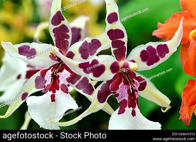 Blossom vanda orchid. Bouquet of flowers orchids