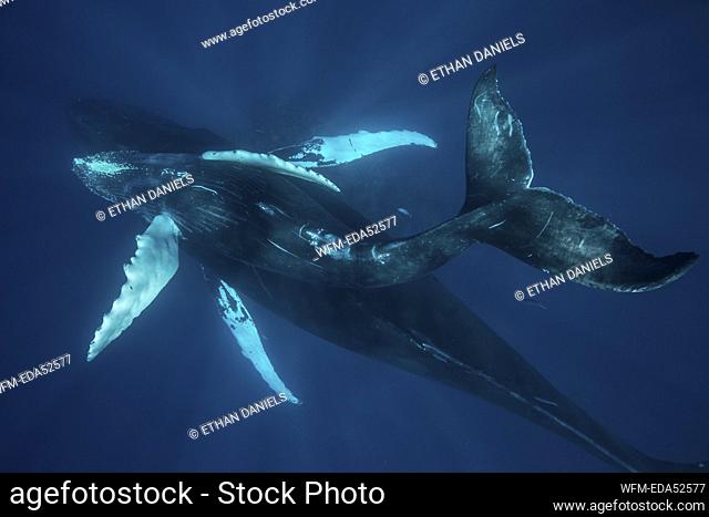 Humpback Whale, Mother and Calf, Megaptera novaeangliae, Silver Bank, Atlantic Ocean, Dominican Republic