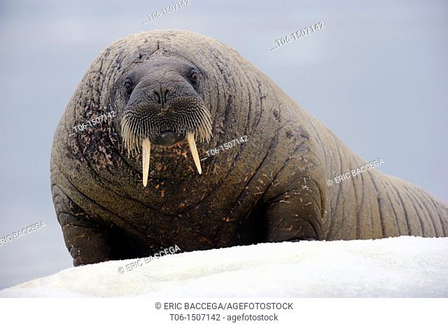 Walrus resting on ice Odobenus rosmarus Foxe Basin, Nunavut, Canada