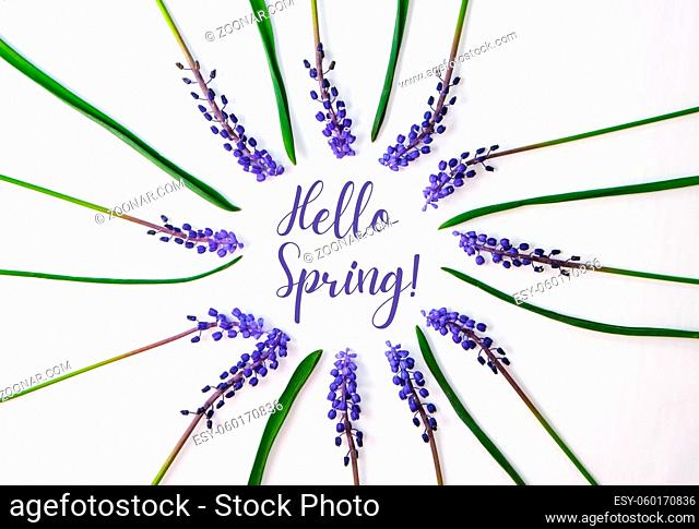 HELLO SPRING Postcard layout. Flat lay, top view. Blue hyacinths in row circle shape. Greeting card for holiday. Grape Hyacinth Muscari