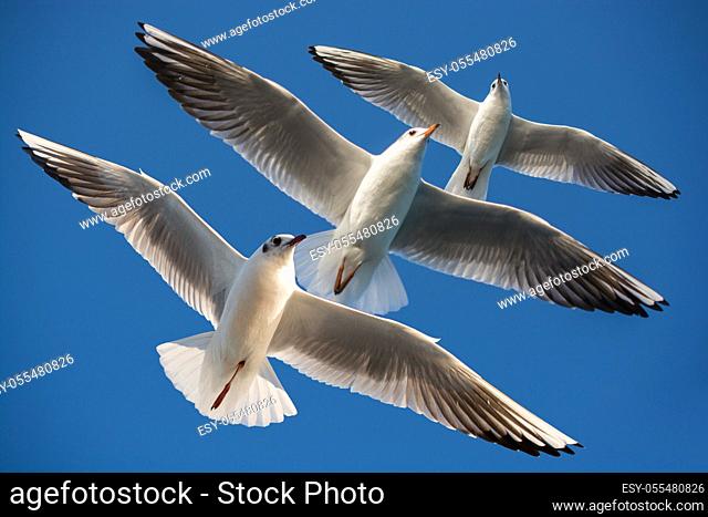 Pair of seagulls flying in blue a sky background