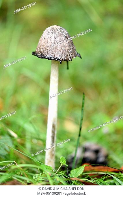 Shaggy ink cap, Coprinus comatus, fungus, forest, autumn