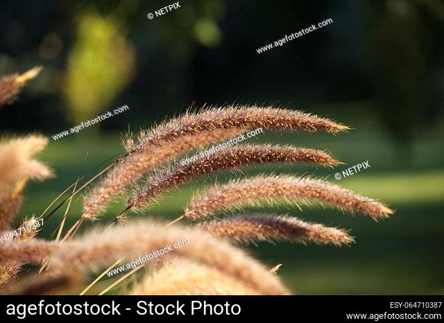 Purple Fountain Grass backlit by the morning sun. Also known as Fountain Grass, foxtail grass or Chinese pennisetum
