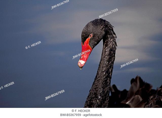 black swan (Cygnus atratus), portrait in the evening
