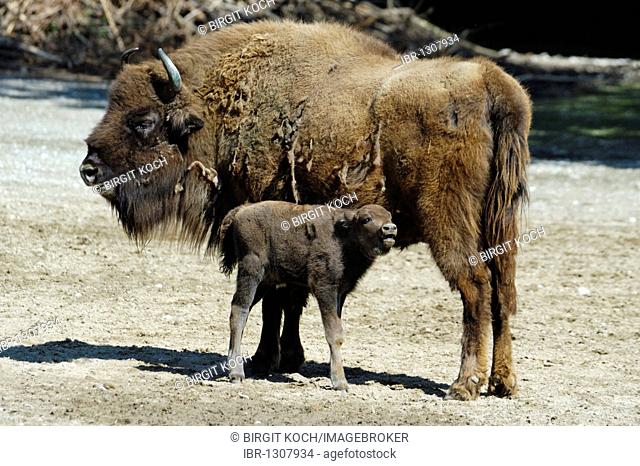 Wisent or European Bison (Bison bonasus) with a young calf
