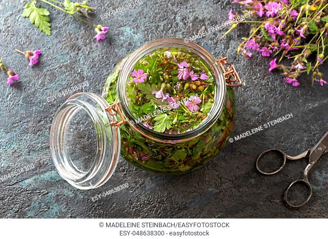 Preparation of alcohol tincture from fresh herb-Robert plant
