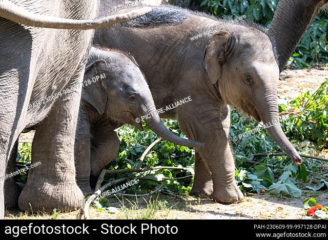 09 June 2023, Saxony, Leipzig: Zaya (l), the youngest elephant in Leipzig Zoo's herd, explores the elephant enclosure alongside cub Akito