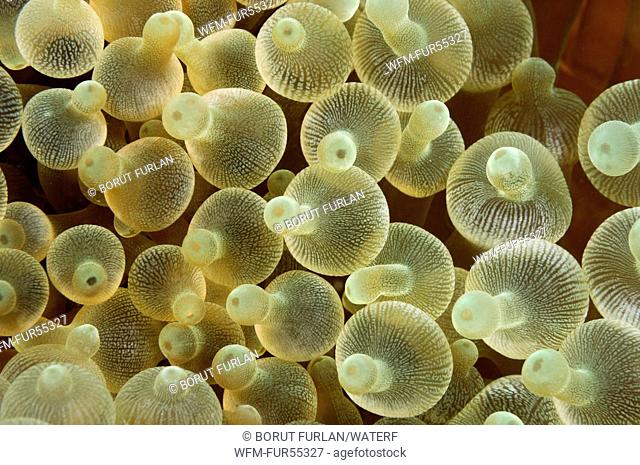 Bulb-tentacle Sea Anemone, Entacmaea quadricolor, Komodo, Indonesia