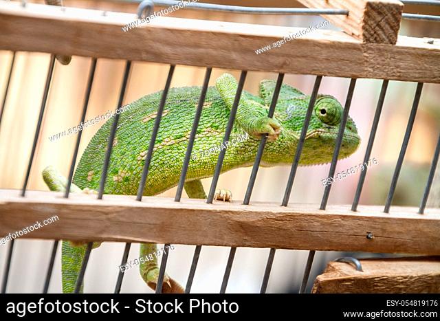 A green chameleon in captivity in wooden cage