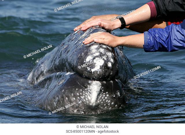California gray whale Eschrichtius robustus calf being touched by excited whale watchers in the calm waters of San Ignacio Lagoon, Baja California Sur, Mexico