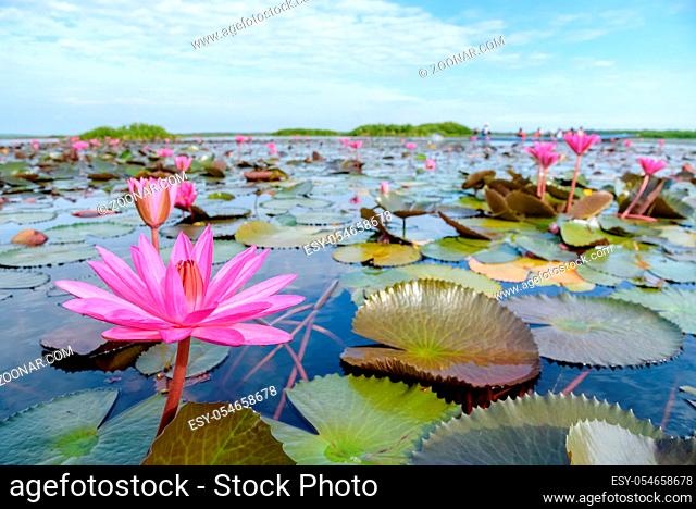 Beautiful nature landscape of many red lotus flowers, close up Red Indian Water Lily or Nymphaea Lotus in the pond at Thale Noi Waterfowl Reserve Park