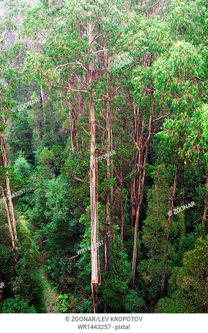 famous australian Rainforest