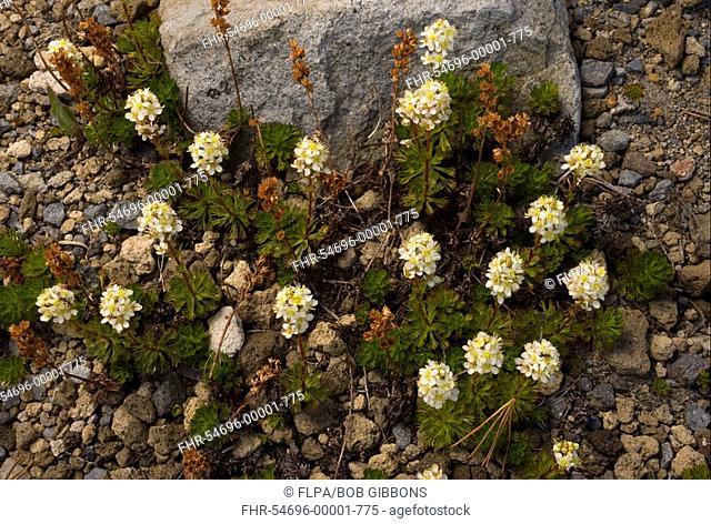 Partridgefoot Luetkea pectinata flowering, Mount Rainier, Cascade Mountains, Washington, U S A