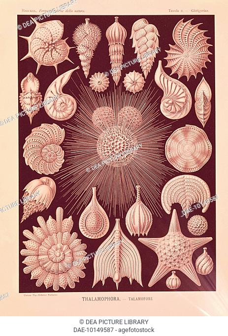 Zoology - Art work by Heinrich Haeckel (1834-1919) depicting small shells of Forams