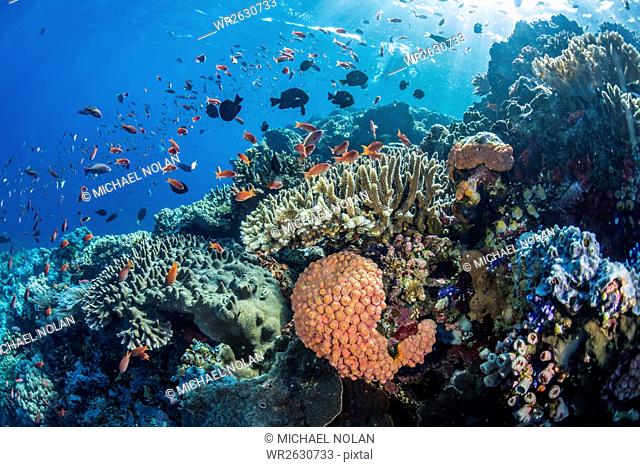 Profusion of hard and soft corals as well as reef fish underwater at Batu Bolong, Komodo National Park, Flores Sea, Indonesia, Southeast Asia, Asia