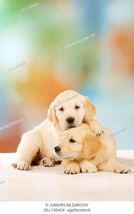 two Golden Retriever puppies restrictions: Tierratgeber-Bücher / animal guidebooks