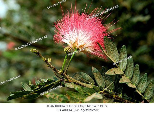 Common name Surinam Powderpuff , Suriname Powderpuff , Pink Powder Puff , Latin name Calliandra surinamensis , Pink flower with green buds