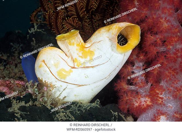 Golden Tunicate, Polycarpa aurata, Raja Ampat, West Papua, Indonesia