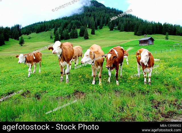 austria, tyrol, gnadenwald, walder alm, view, karwendel, mountains, alps, mountain landscape, summit, mountain range, meadow, mountain meadow, flowers, cows