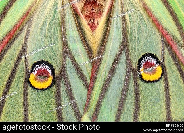 Graellsia isabellina, spanish moon moth (Graellsia isabellae), Peacock moth, Insects, Moths, Butterflies, Animals, Other animals, Spanish Moon Moth adult female