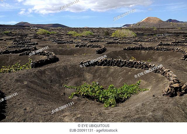 La Geria wine producing area. Shallow crater with semi circular wall of volcanic rocks called a zoco which gives protection to each individual vine