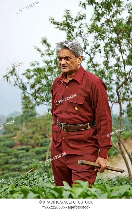 Rajah Banerjee of the Makaibari Tea Estates in Darjeeling using a measuring stick to inspect the growth of tea plants