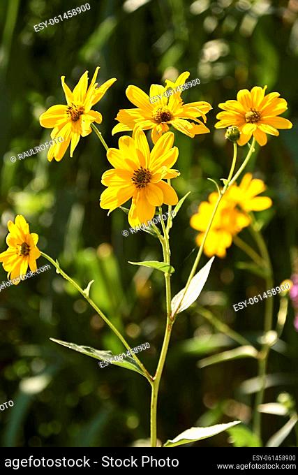 Group of yellow daisies. Dimorphotheca sinuata. Macro and detail photo, background out of focus and green