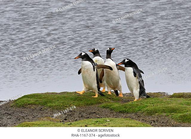 Gentoo penguins (Pygoscelis papua) by a pool, Sea Lion Island, Falkland Islands, South America