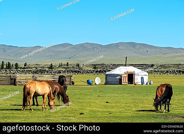 Weidende Mongolische Pferde in der Nähe einer Jurte (ger), Orchon-Tal, Khangai Nuruu Nationalpark, Oevoerkhangai Aimag, Mongolei / Mongolian horses garzing...