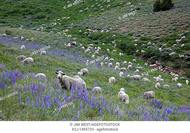 Ely, Nevada - Hank Vogler's Need More Sheep Company raises sheep in north Spring Valley, with permits to graze them on BLM and Forest Service land  Nevada...