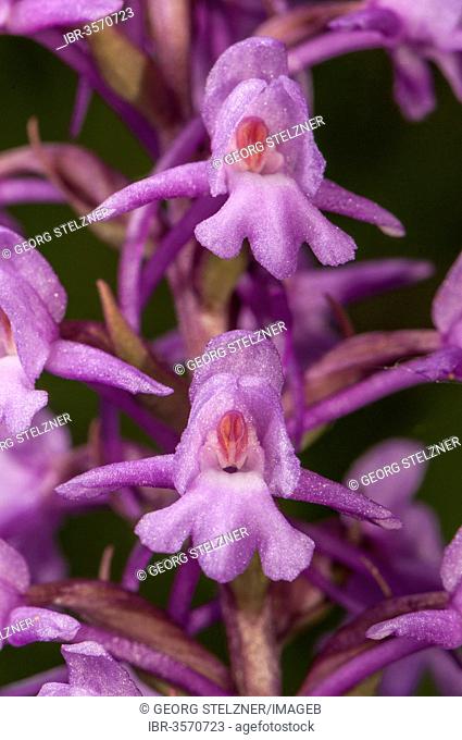Fragrant Orchid (Gymnadenia conopsea), flowers