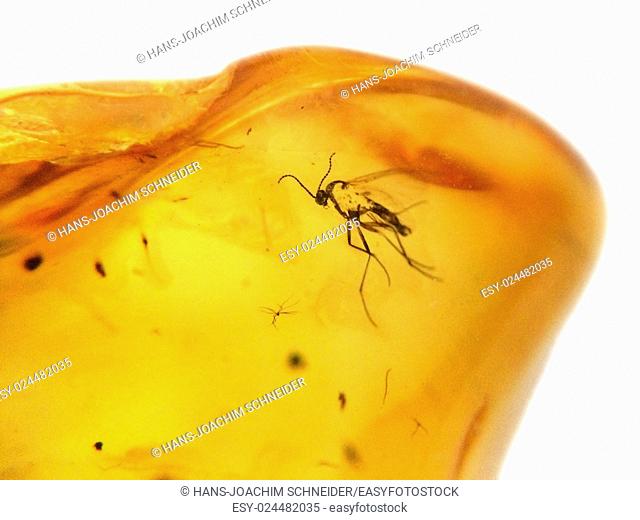 Amber with embedded insect