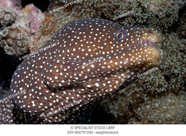 Whitemouth moray, moray eel, Gymnothorax meleagris, Mahe, Seychelles, Indian Ocean